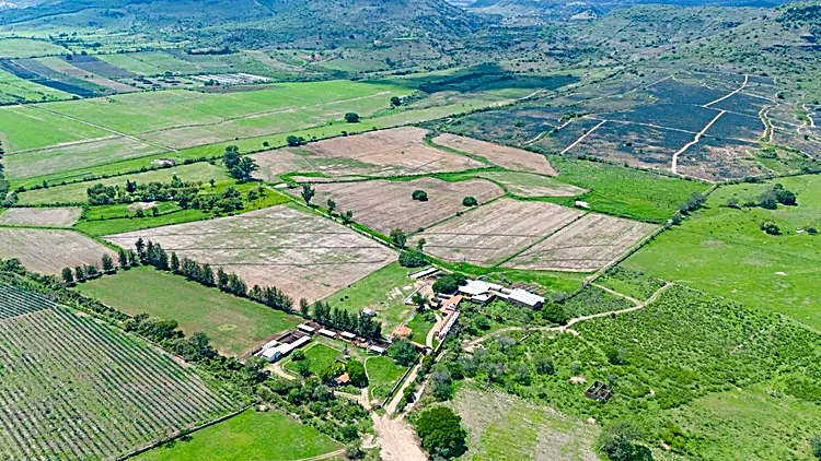 Campos de agave vistos desde arriba