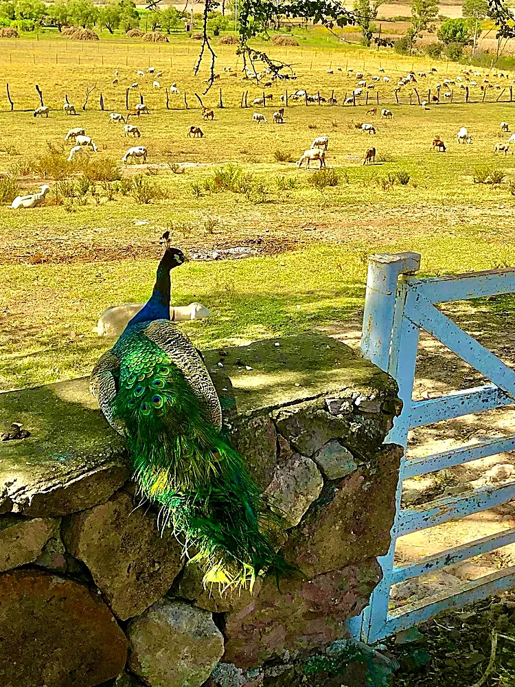 Pavo real y ovejas pastando en el rancho