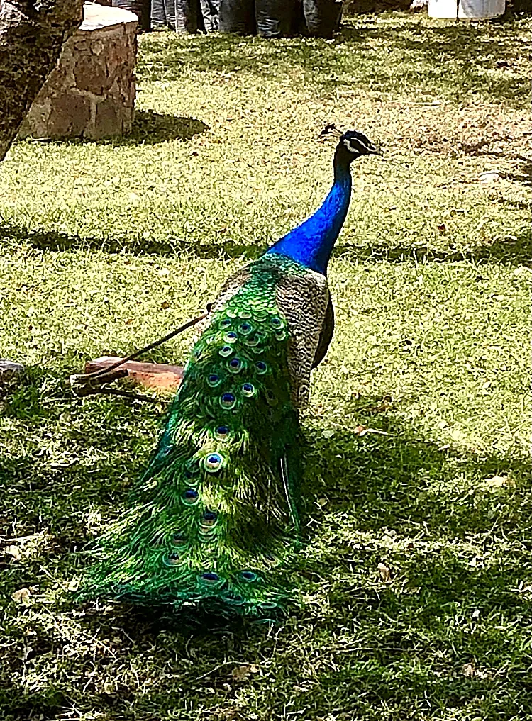 Pavo real en los jardines