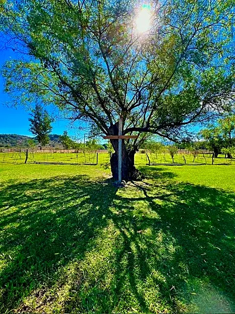 Árbol solitario en campo verde