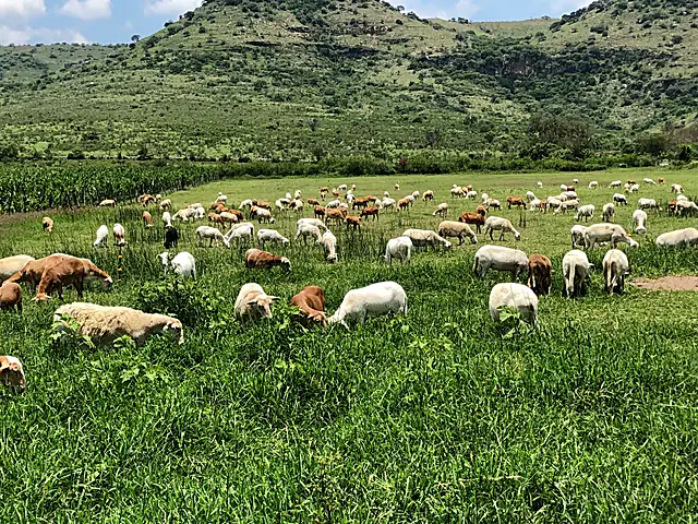 Ovejas pastando en potrero verde