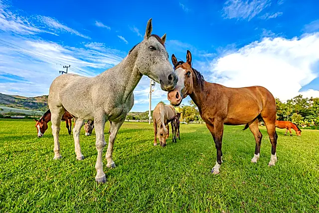 Caballos de cerca