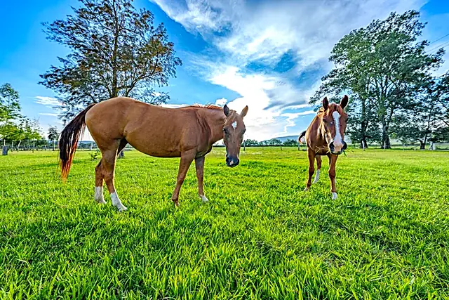 Caballos en campo verde