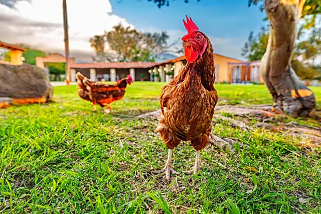 Gallinas de rancho