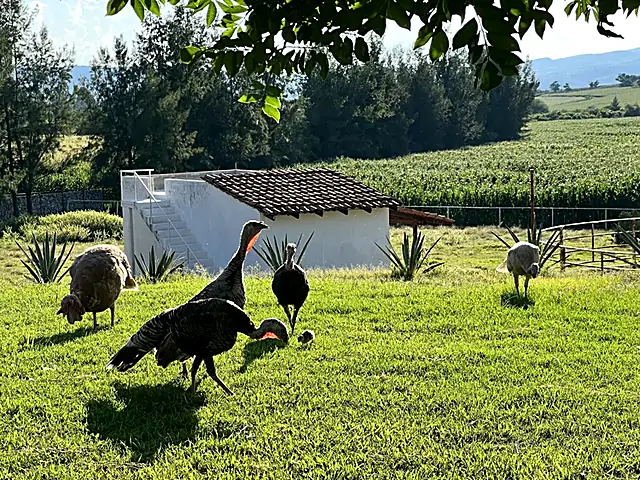 Guajolotes en el pasto