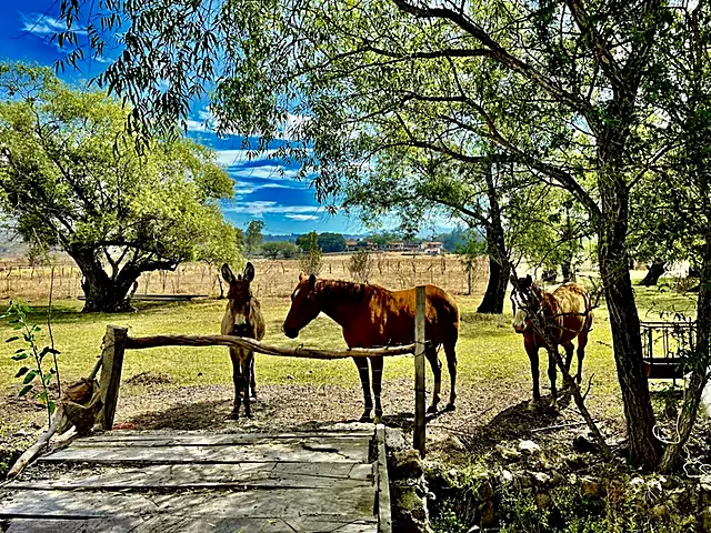 Caballos y burro junto a la cerca