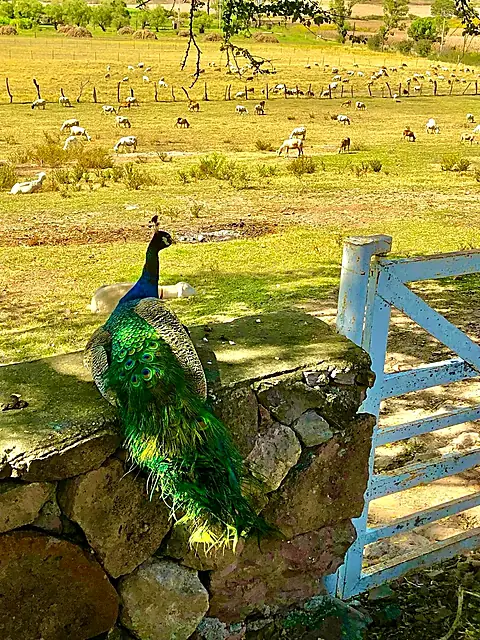 Pavo real con ovejas al fondo
