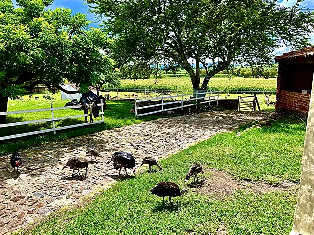 Guajolotes en el camino